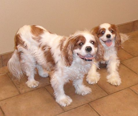 adopt foster