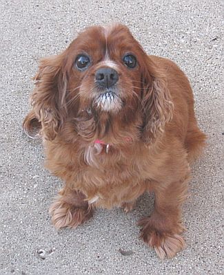 rosie foster adopt care