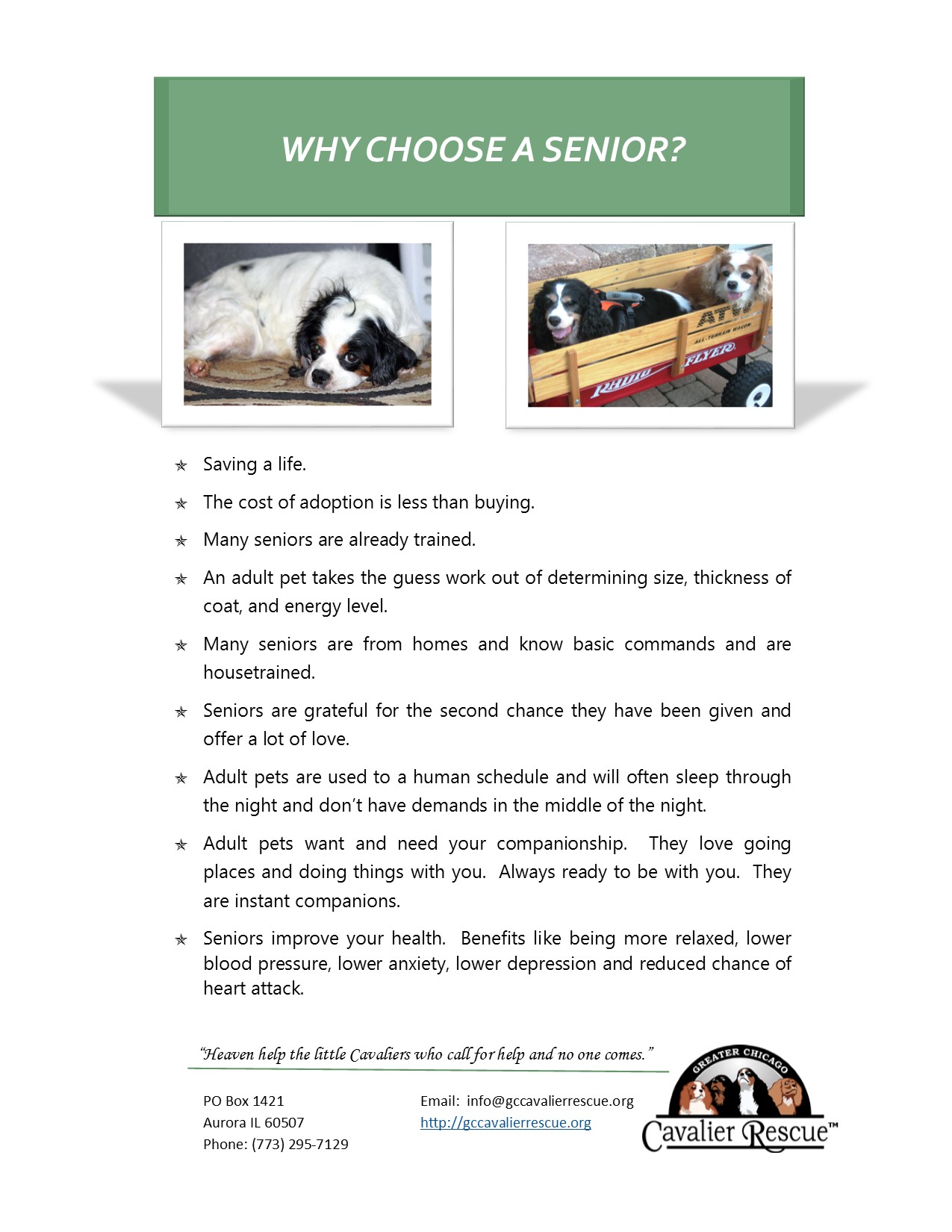 Benefits Of A Senior Cavalier Greater Chicago Cavalier Rescue
