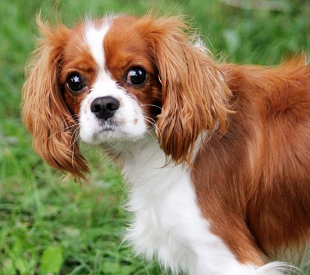 Adopt | Greater Chicago Cavalier Rescue