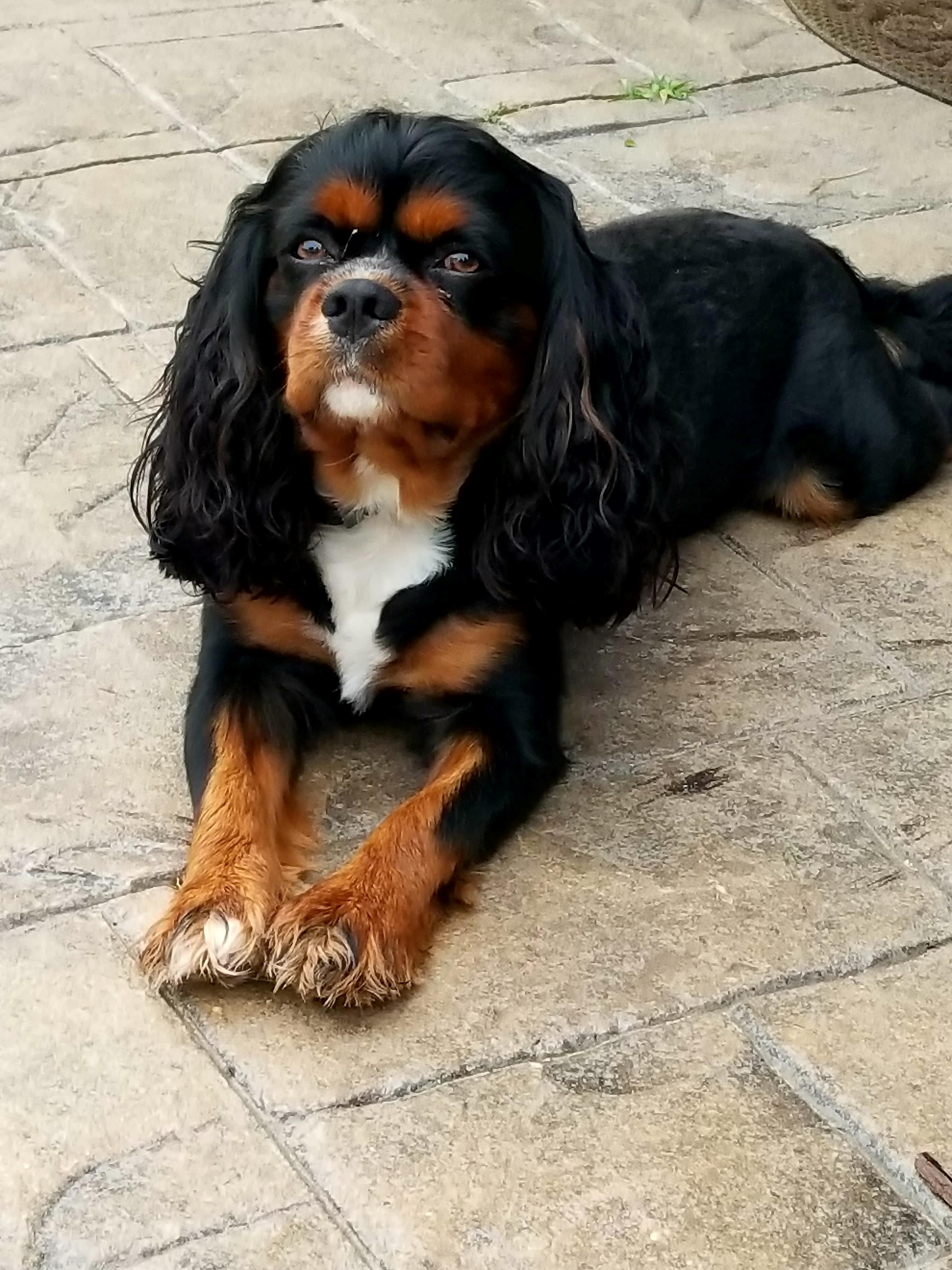 Adopt/Foster Care | Greater Chicago Cavalier Rescue