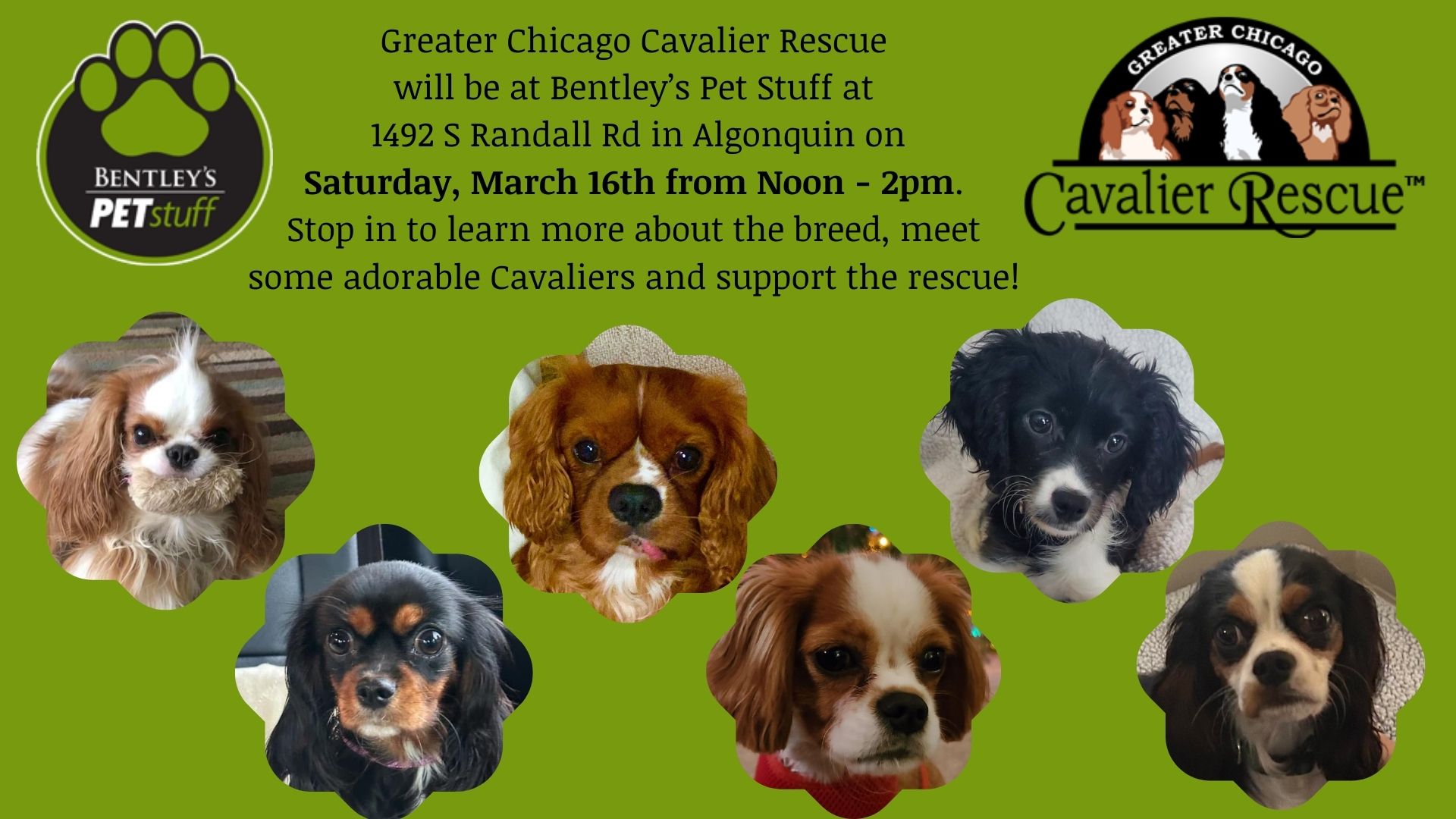 Cavalier 2024 rescue midwest